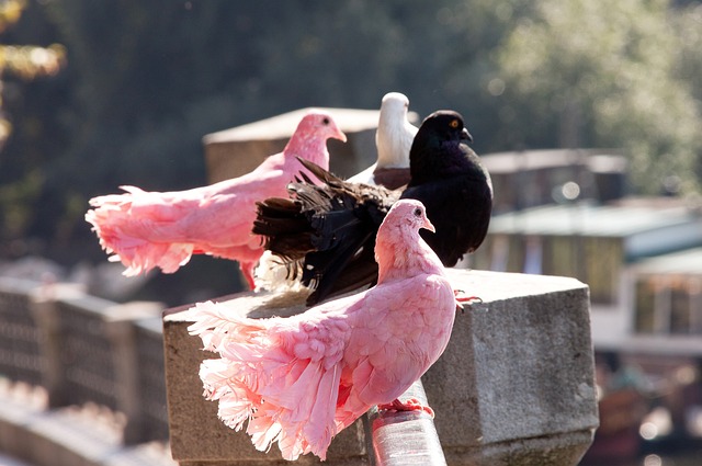 创造奇迹的 创造奇迹的