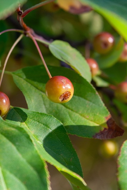 眼睛肿胀可 眼睛肿胀可